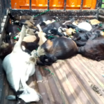 Low sales hit Avenor livestock market as prices soar during festive season