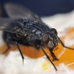 Black flies transmit diseases when they drink our blood. Image: Shutterstock