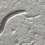 Scientists revive 46,000-year-old worm