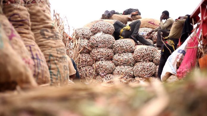 Niger Coup: Over 45 million cedis lost as trucks delivering onions to Ghana are blocked