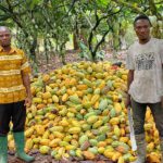 Meet the 40-year-old cocoa farmer with 101 acres of cocoa plantation... The cocoa farmer in African print