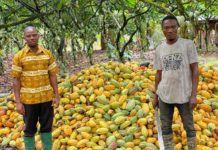 COCOBOD to open upcoming cocoa season earlier than usual – CEO Meet the 40-year-old cocoa farmer with 101 acres of cocoa plantation... The cocoa farmer in African print