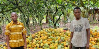 Meet the 40-year-old cocoa farmer with 101 acres of cocoa plantation... The cocoa farmer in African print