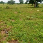 CRIS restores 15 hectors of degraded farmlands