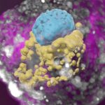 Scientists grow whole model of human embryo, without sperm or egg