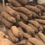 Yam farmers in Oti appeal for solutions to post-harvest losses