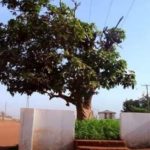 The 300-year-old cola tree cut down by an unknown person Komfo Anokye