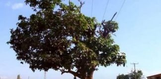 The 300-year-old cola tree cut down by an unknown person Komfo Anokye