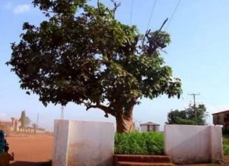 The 300-year-old cola tree cut down by an unknown person Komfo Anokye