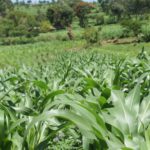 Journalists urged to critically examine govt’s 2nd phase of PFJ