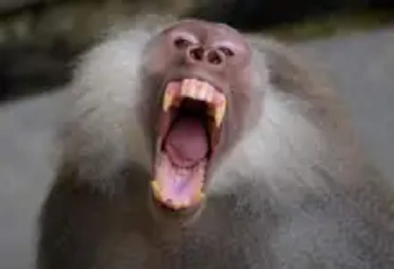 Mother rescues son from baboon’s mouth