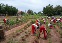 Address shifts in food supply, agric labour as a result of climate change effects – GSS to Gov’t
