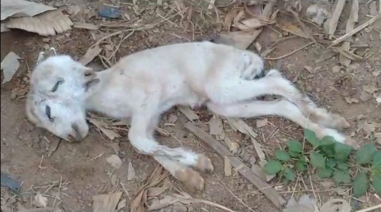 Sheep gives birth to lamb with two heads at Sehwi Wenchi