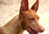 File: African Pharaoh Hound dog | credit: ©Jan Eduard, adjust by Pleple2000, CC BY-SA 3.0, via Wikimedia Commons – License