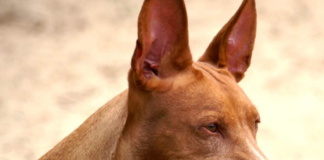 File: African Pharaoh Hound dog | credit: ©Jan Eduard, adjust by Pleple2000, CC BY-SA 3.0, via Wikimedia Commons – License