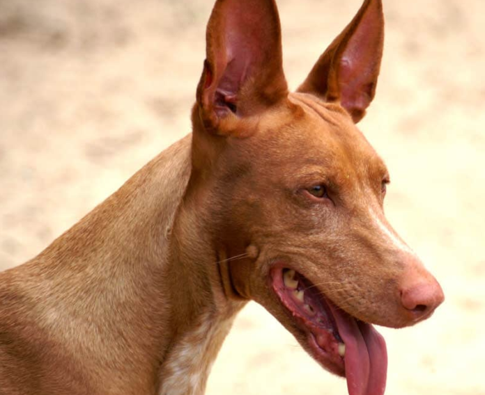File: African Pharaoh Hound dog | credit: ©Jan Eduard, adjust by Pleple2000, CC BY-SA 3.0, via Wikimedia Commons – License
