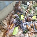Snails feed on leaves, vegetables and fruits