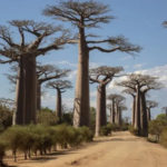 Scientists solve mystery of ancient 'tree of life'