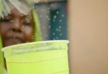 GMO mosquitoes released in Djibouti to fight malaria