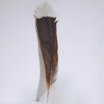 Webb’s | The single feather was from the now extinct New Zealand huia bird