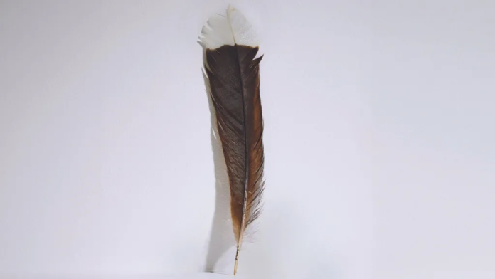 Webb’s | The single feather was from the now extinct New Zealand huia bird