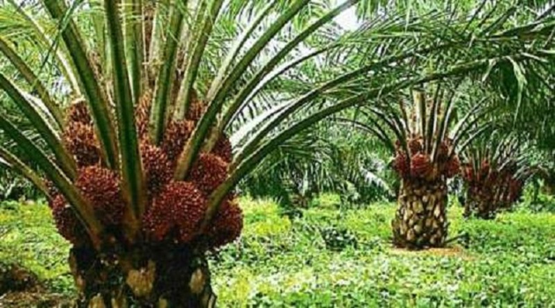 Industry left to struggle – Minority caucus exposes crisis in oil palm sector