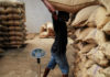 Ghana Cocoa
