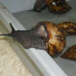 The African giant snail is considered invasive in the US and other Western countries
