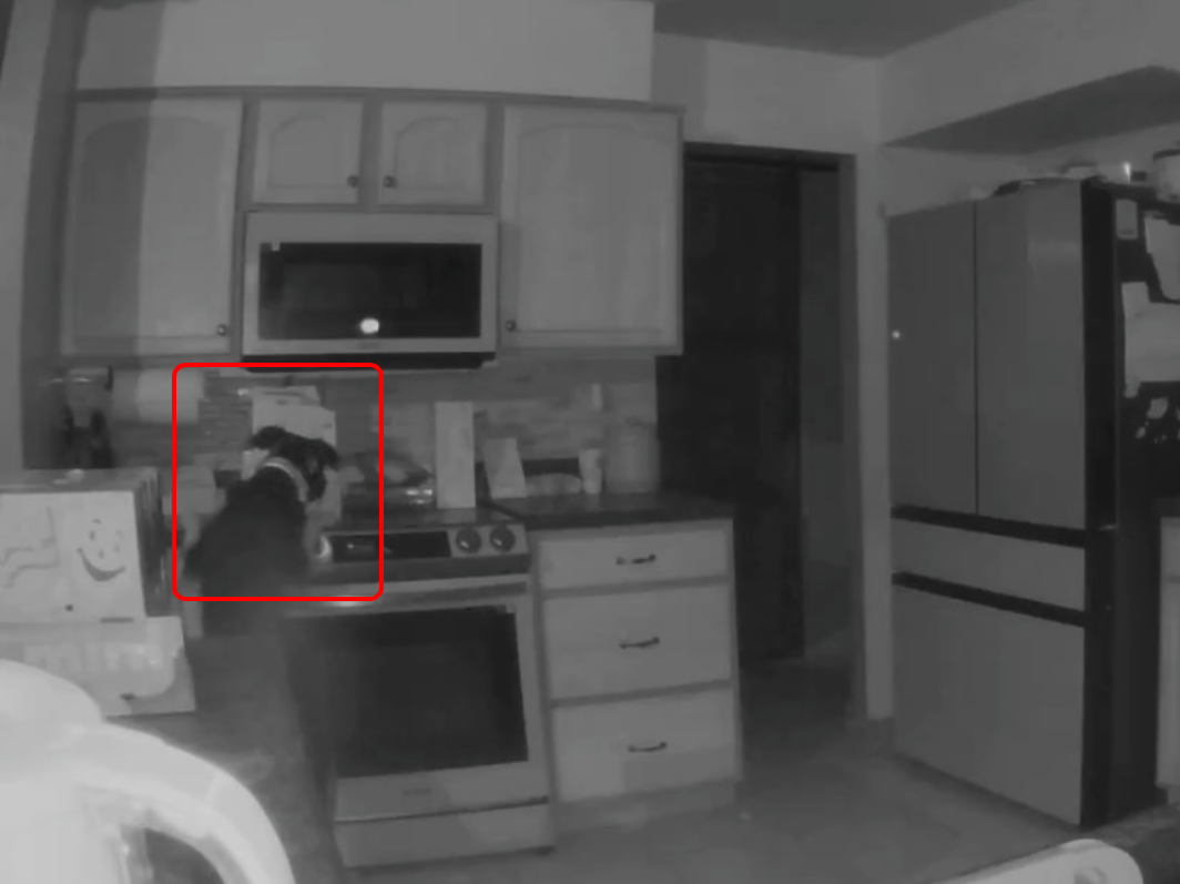 Video shows dog starting house fire by turning on stove in middle of