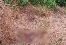 Abandoned baby discovered in bush at Juaso