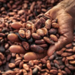 Ghana’s cocoa production to get stronger for rest of 2025 – BoG
