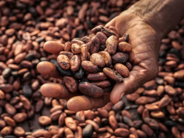 Ghana lost 160K tons of cocoa to smuggling in 2023/24 season, Cocobod official says