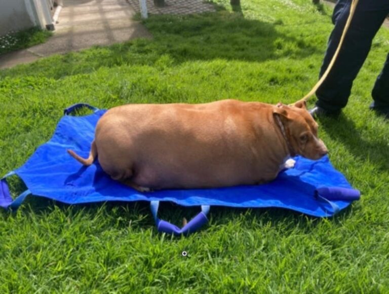 Woman gets two months in jail for overfeeding pet dog to death