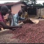 cocoa farmers