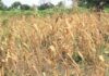 Farmers face devastating losses as drought threatens crops and livelihoods