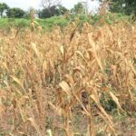 Farmers face devastating losses as drought threatens crops and livelihoods