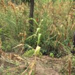 Farmers face devastating losses as drought threatens crops and livelihoods i oti region