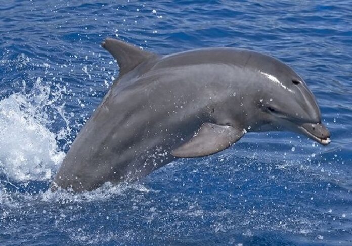 dolphin (Copy)