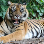 Handler attacked by tiger at Australian theme park