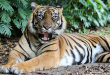 Handler attacked by tiger at Australian theme park Handler attacked by tiger at Australian theme park