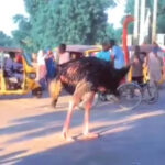 Zoo animals escape as flood hits Nigerian state People were filmed gathering to watch an ostrich that had escaped from the zoo, but has been recaptured
