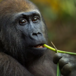 Self-medicating gorillas may hold new drugs clues