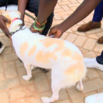 World Rabies Day: Vets ask for arrest of dog owners failing to vaccinate pets