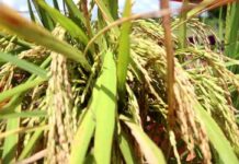 Weta rice farmers Association launches to revolutionize rice farming in Ketu North