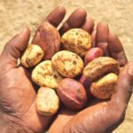 Cola nut price surge threatens business in Tamale
