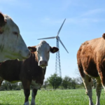 Flatulence tax: Denmark agrees deal for livestock emissions levy