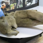Reuters The harsh cold of Siberia has preserved the baby mammoth's remains almost perfectly