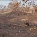 Bush fire