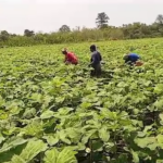 Asante Akyem South youth encouraged to take interest in agriculture