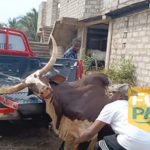 Omankrado of Gomoa Fetteh donates cow for Adom Fufuo Party